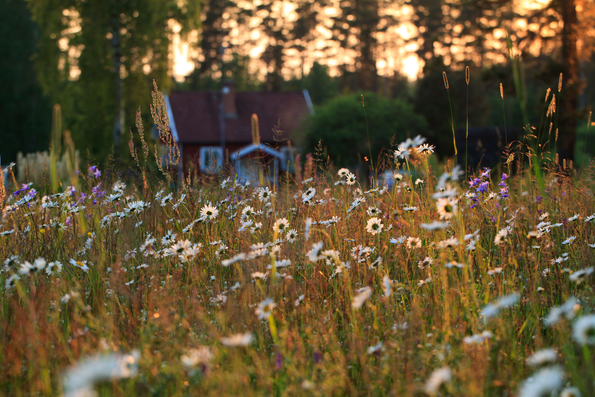 Rött hus i det småländska skogarna i solnedgång, en härlig sommaräng i förgrunden