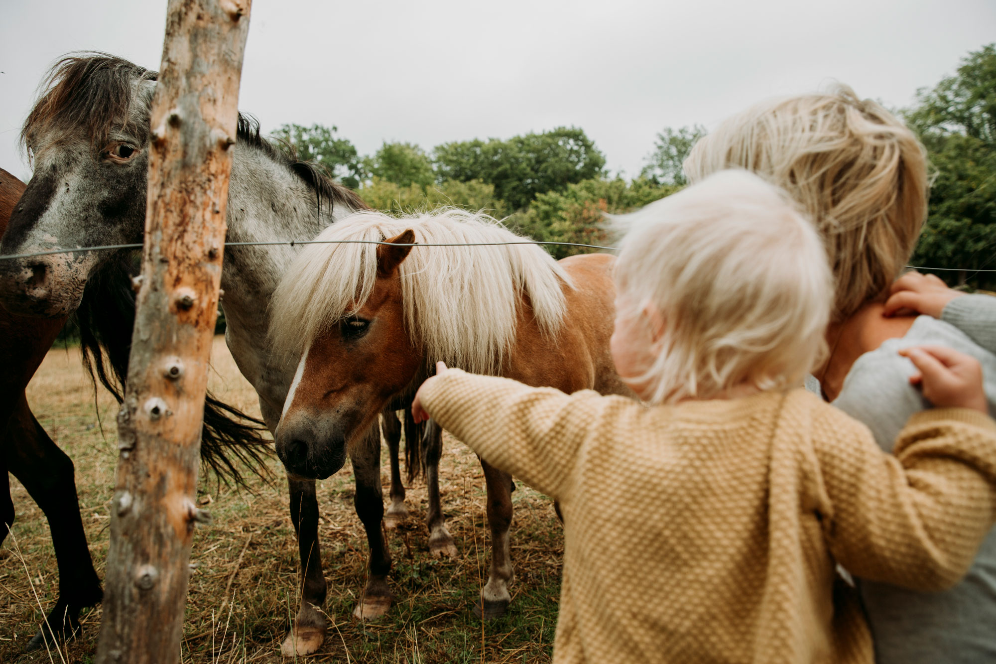 Blonda barn klappar hästar i Småland