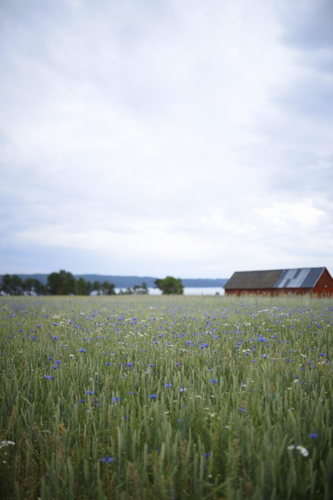 Blåklint i en hage med röda hus i bakgrunden