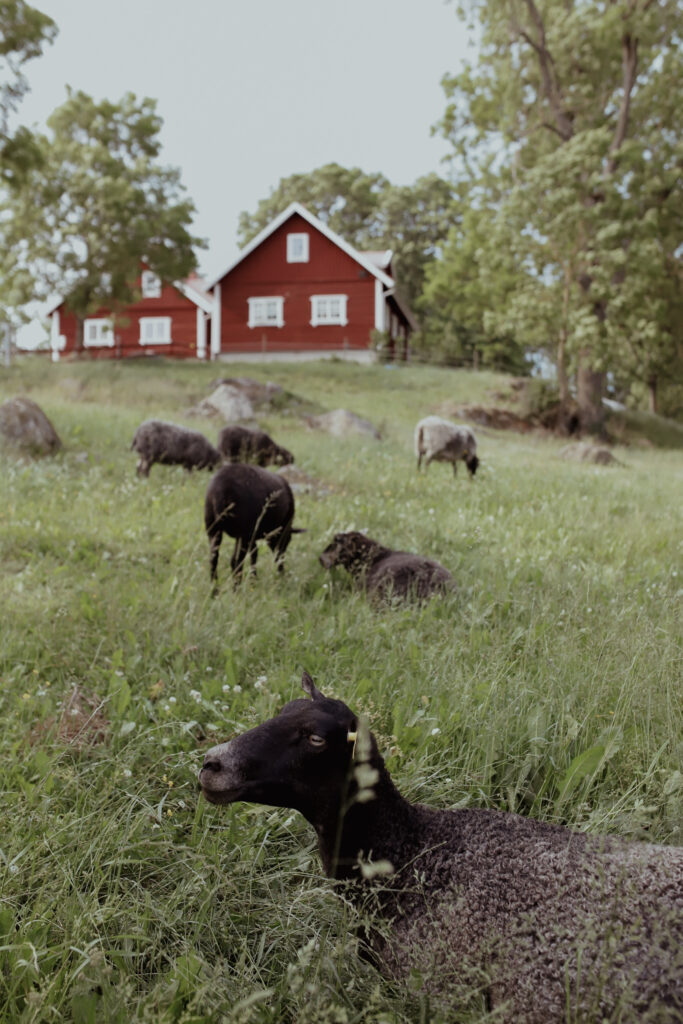 Får i en hage. I bakgrunden två röda hus med vita knutar.