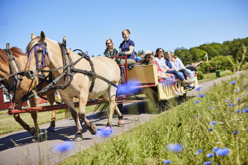 Remmalag med hästar