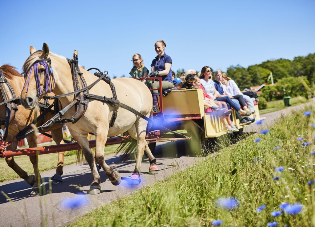 Remmalag med hästar