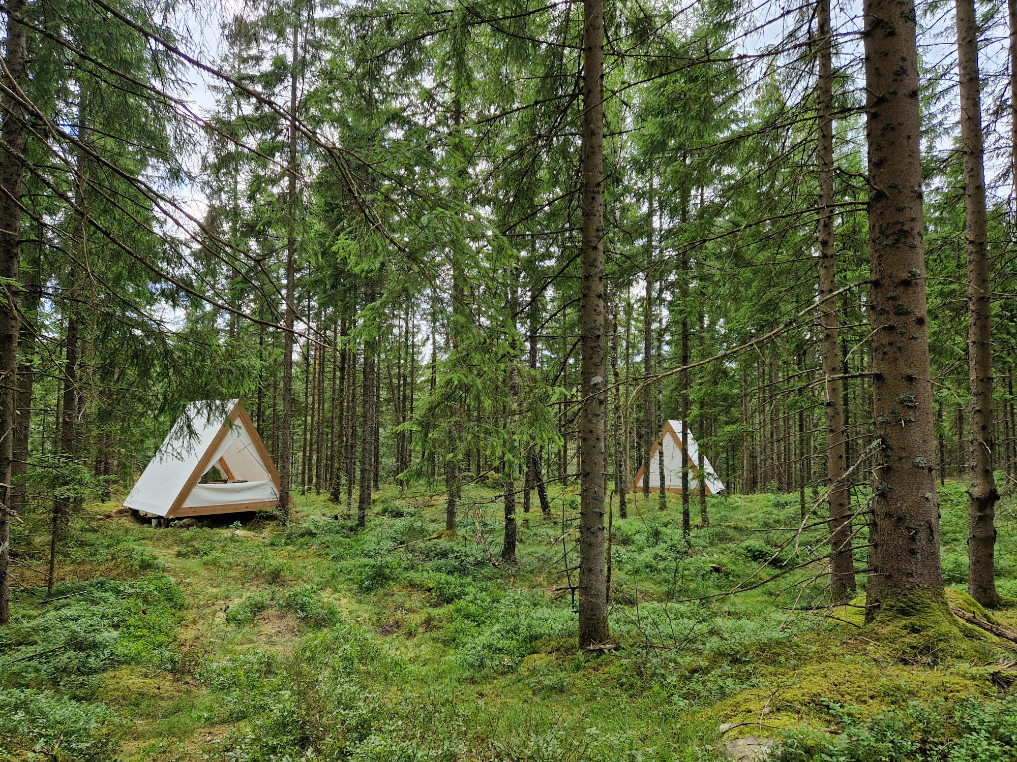 Glampingtält i skogen